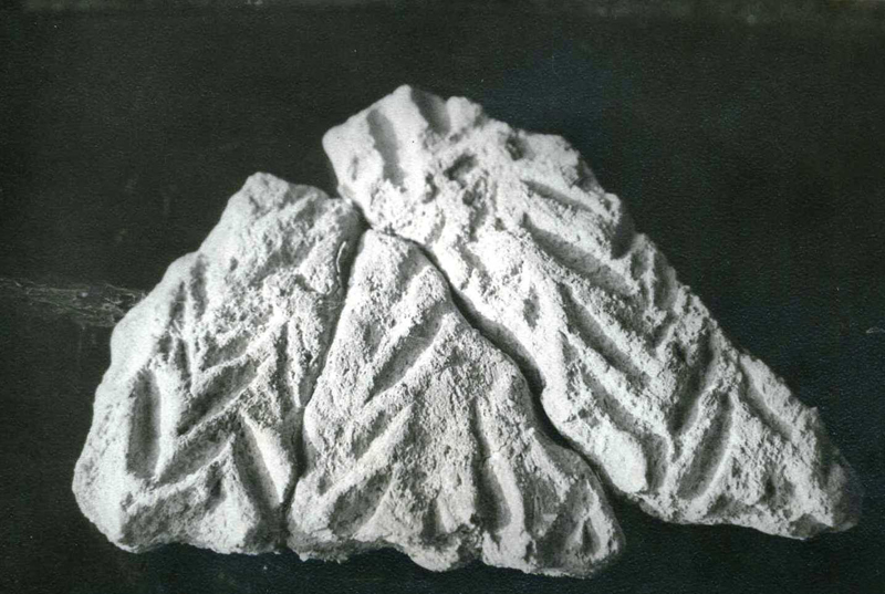 Fragment de ceràmica feta a mà amb decoració acanalada de la primera edat del ferro (s. IX-VII aC).