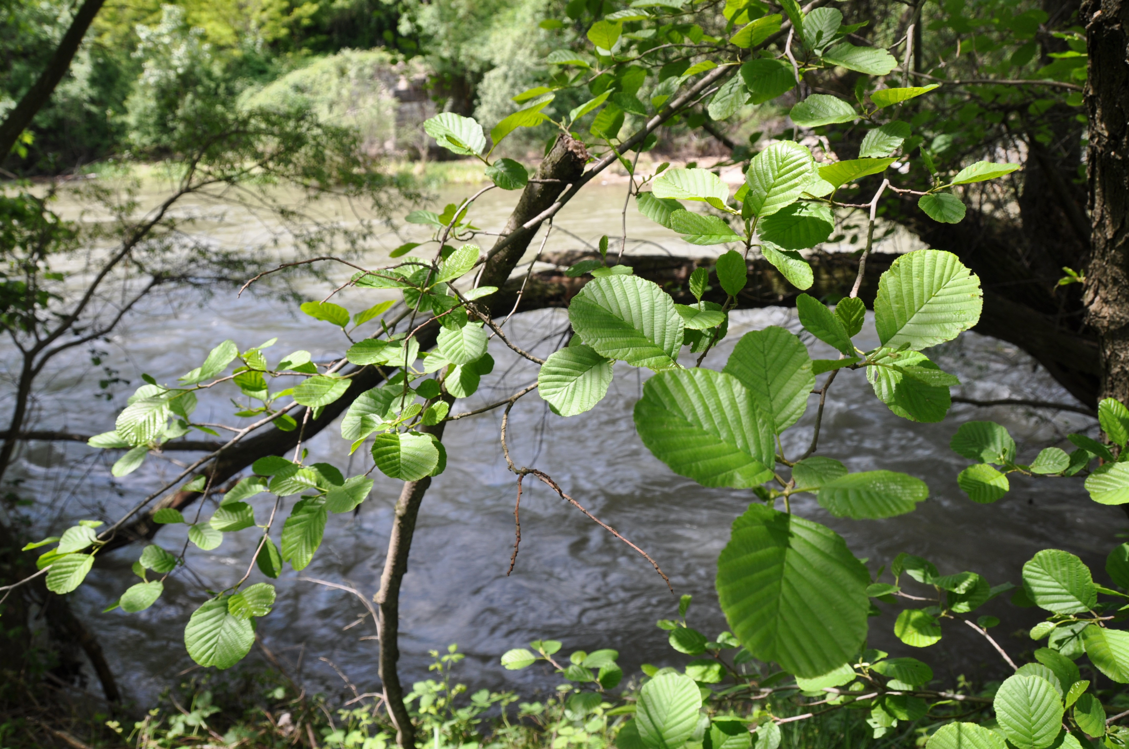 8926_Foto Setmana Ambiental 2022.jpg